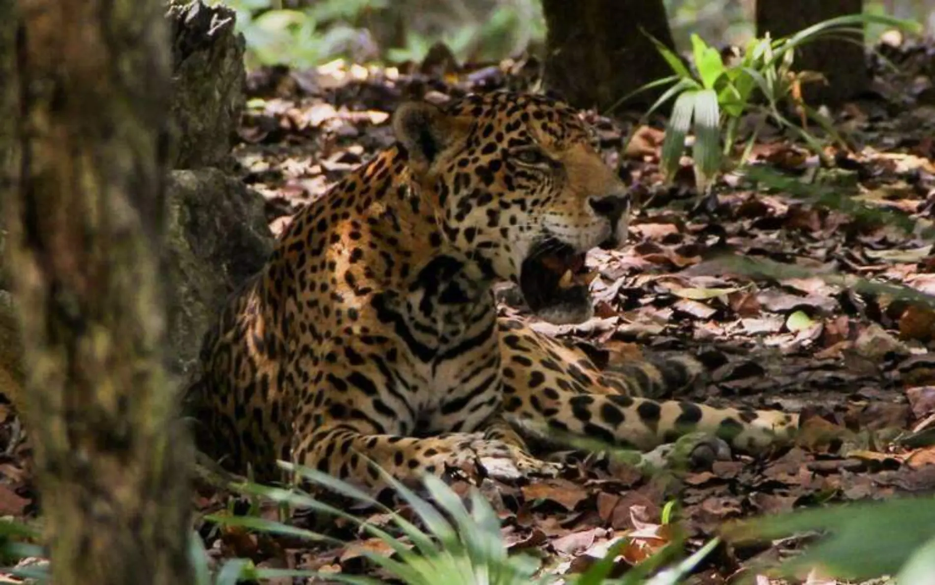 AMLO declara la región Jaguar como nueva área natural protegida en Tulum, Q. Roo